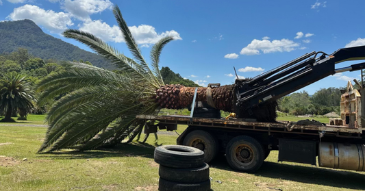 Do I Need a Crane to Install a Large Tree? Here’s What You Should Know