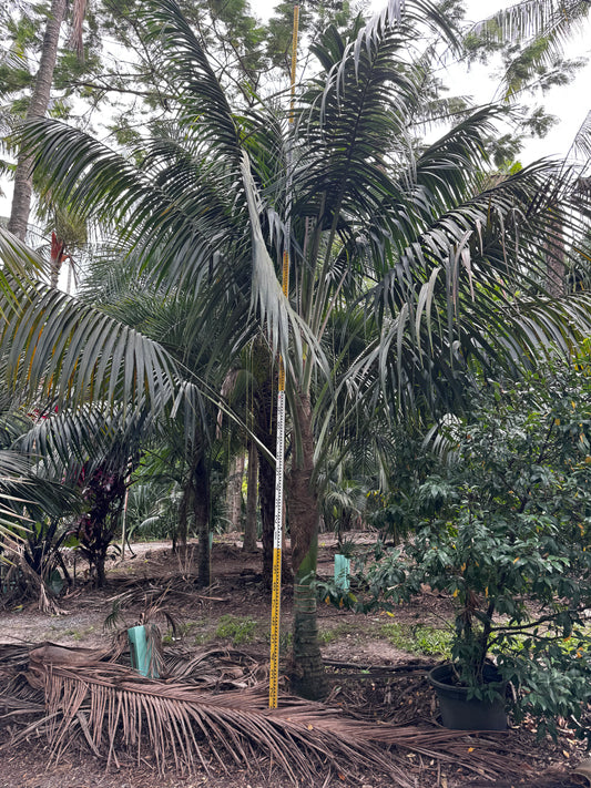 Kentia Palm