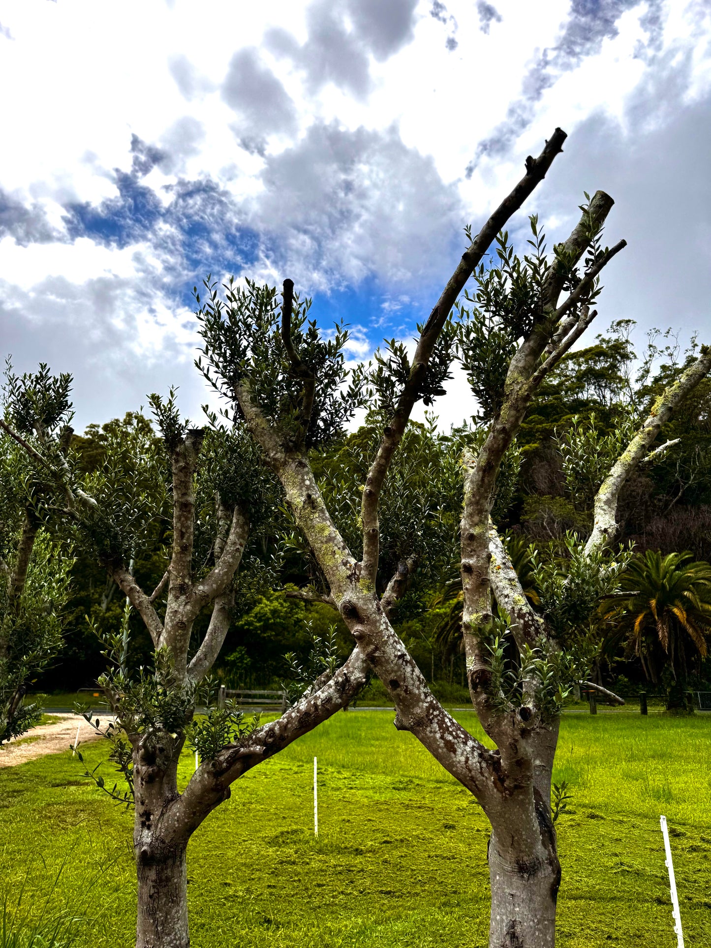 Olive Tree