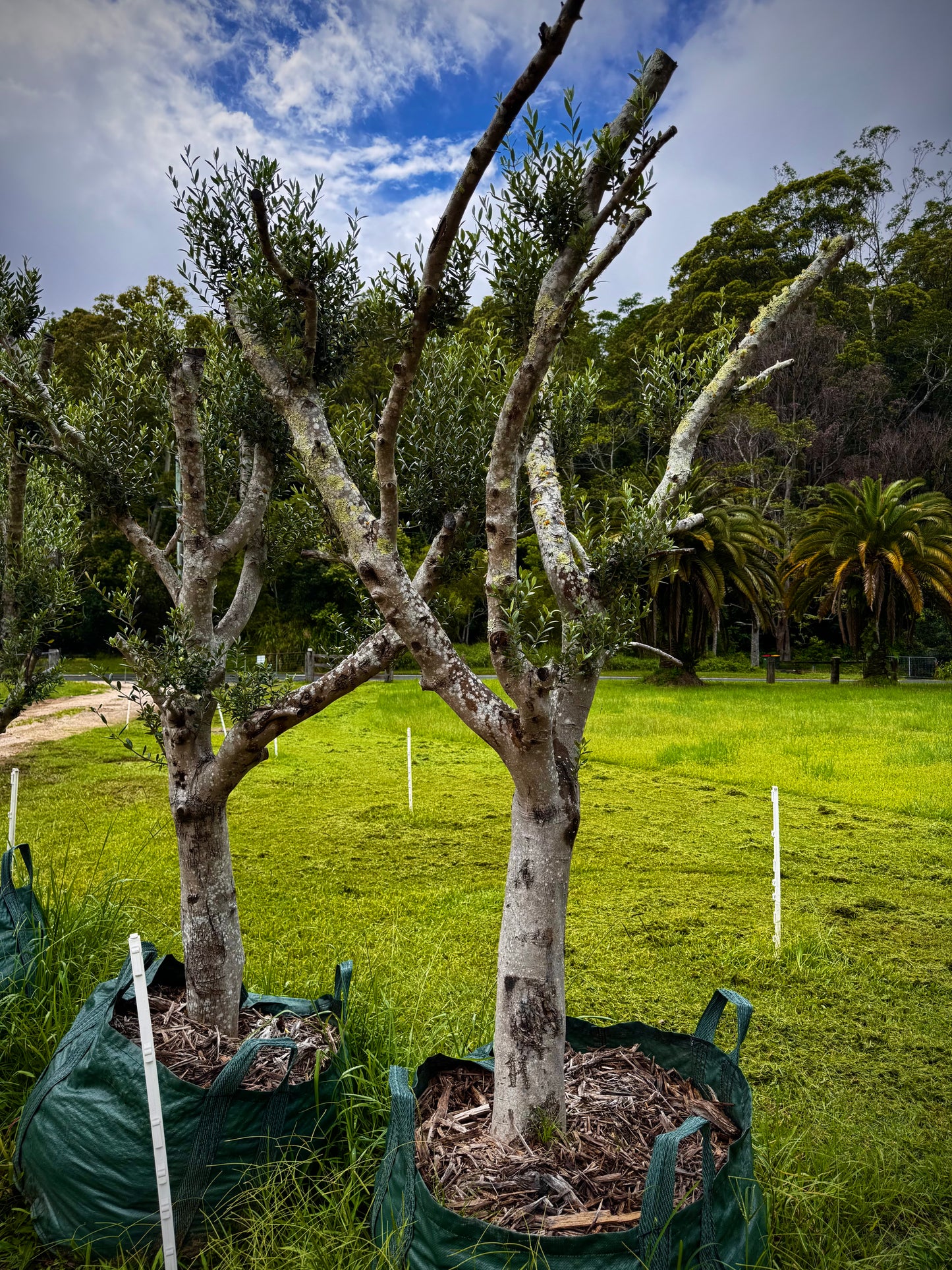Olive Tree