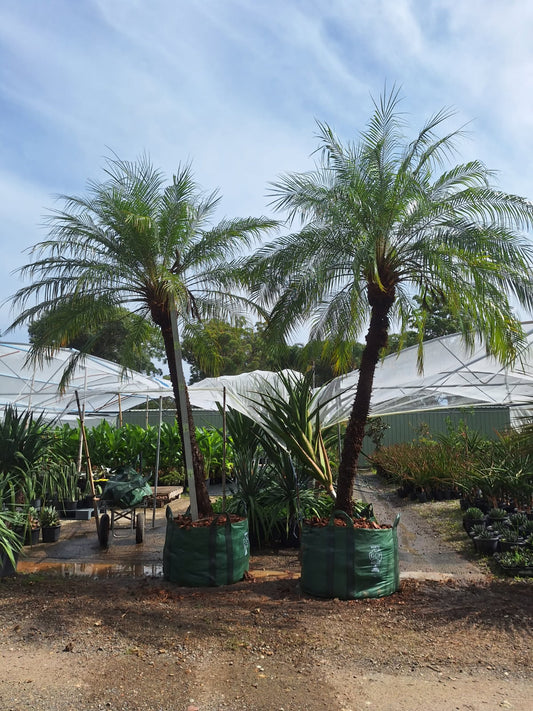 Dwarf Date Palm