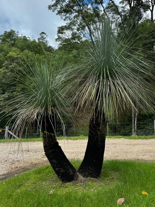 Mature grass tree in Gold Coast garden setting