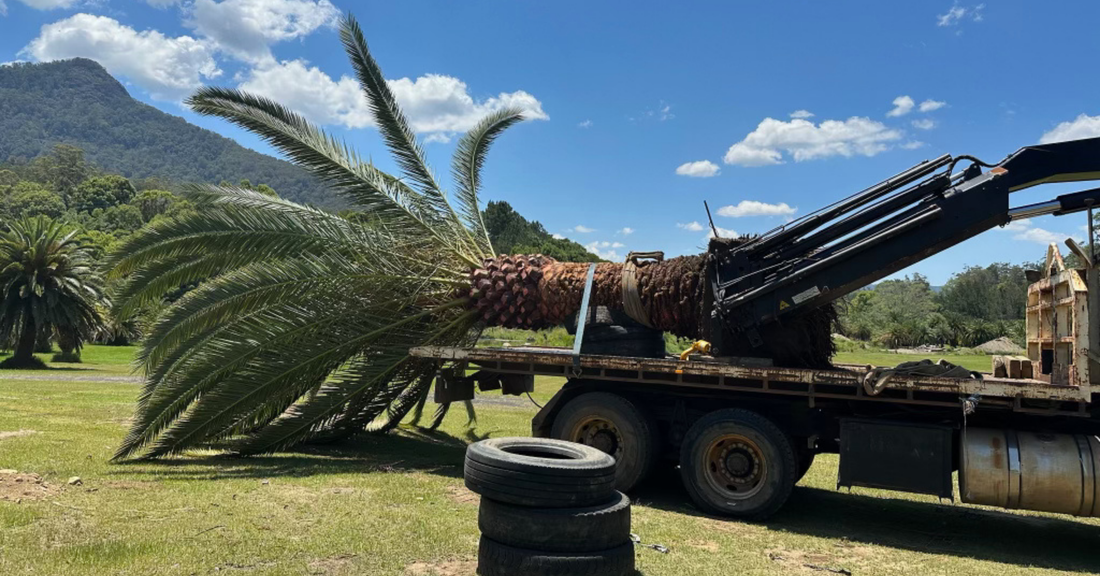 Do I Need a Crane to Install a Large Tree? Here’s What You Should Know