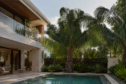High Plateau Coconut Palm