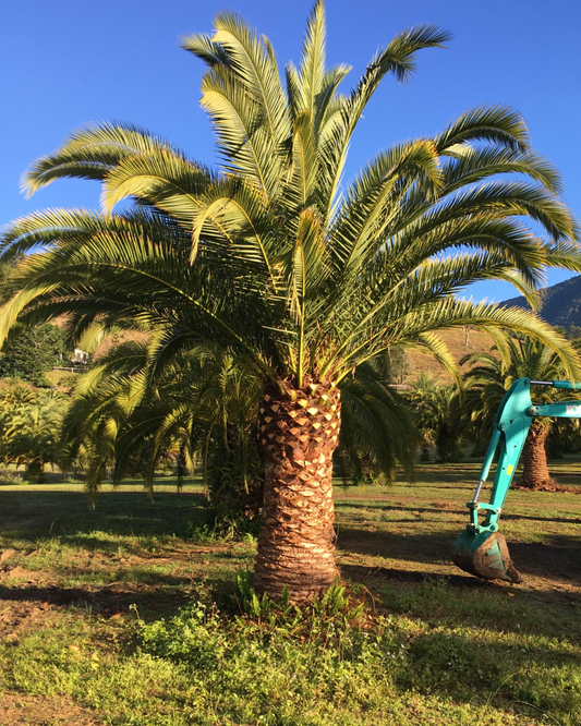 Phoenix canariensis palm