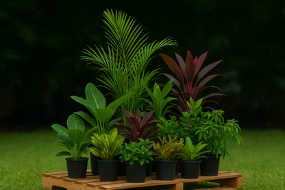 Tropical Landscape Plant Package