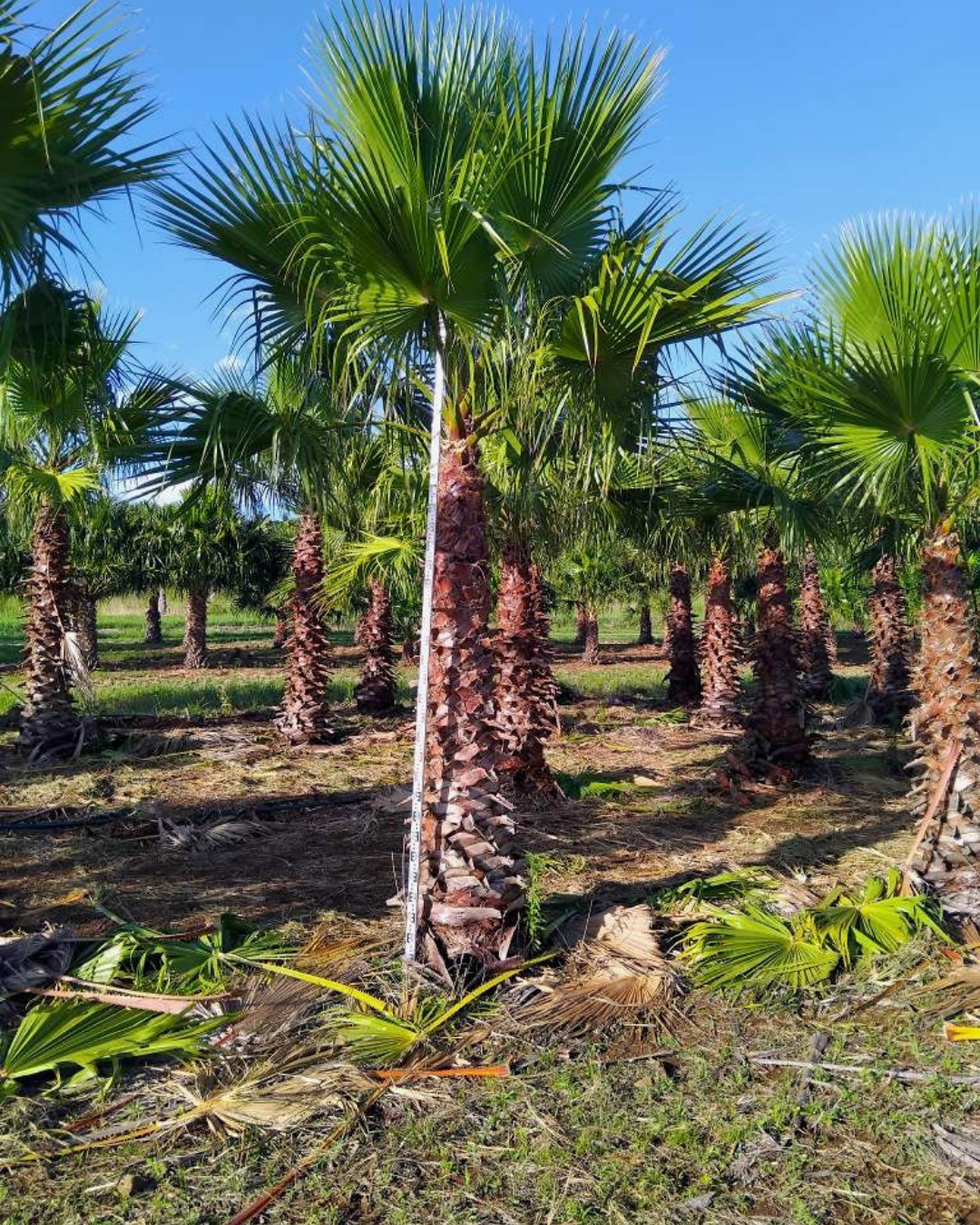 Detailed view of the large, green, fan-shaped fronds of the Mexican Fan Palm, highlighting their pleated texture.