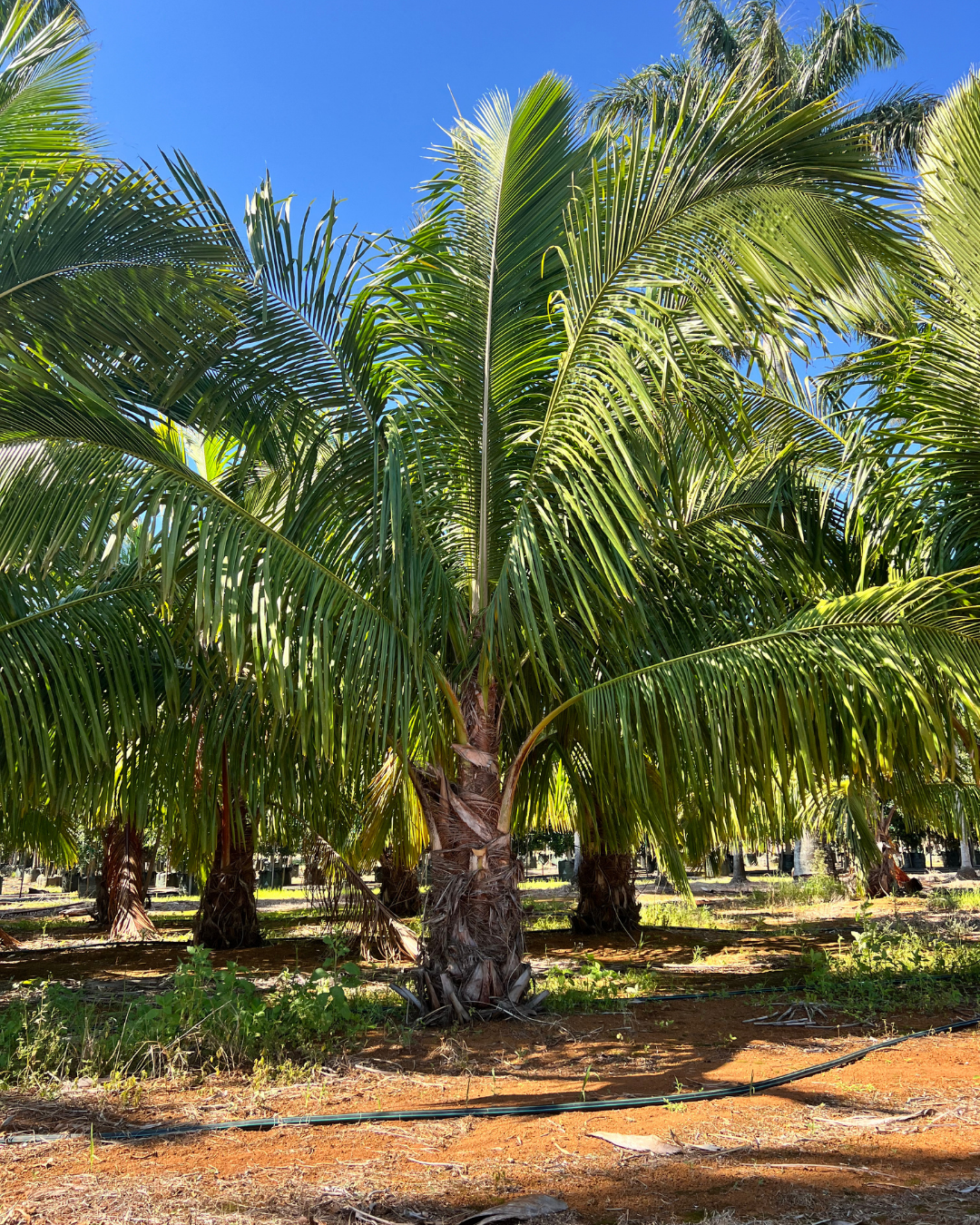 eather-like fronds of the High Plateau Coconut Palm arching from a full green crown

