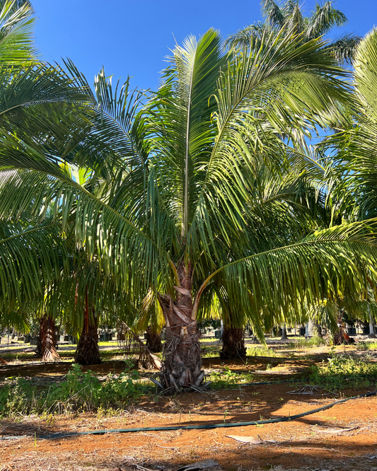 eather-like fronds of the High Plateau Coconut Palm arching from a full green crown

