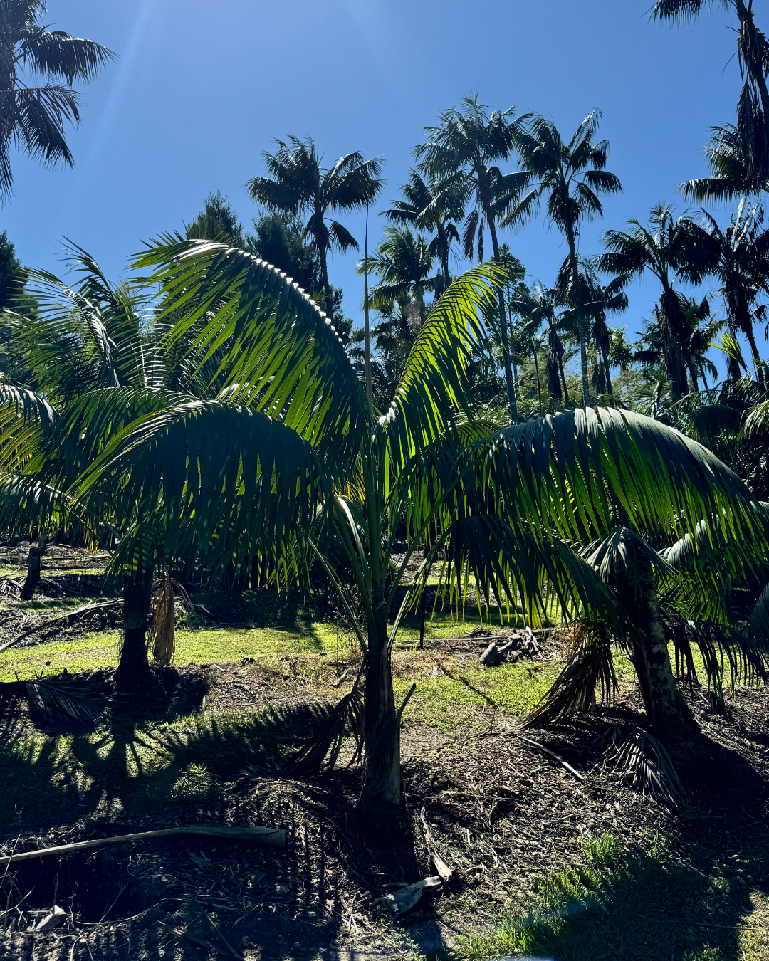 Close-up of the arching, feather-shaped fronds of a Kentia Palm with rich green colour.