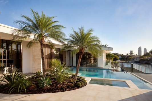 Dwarf Date Palm