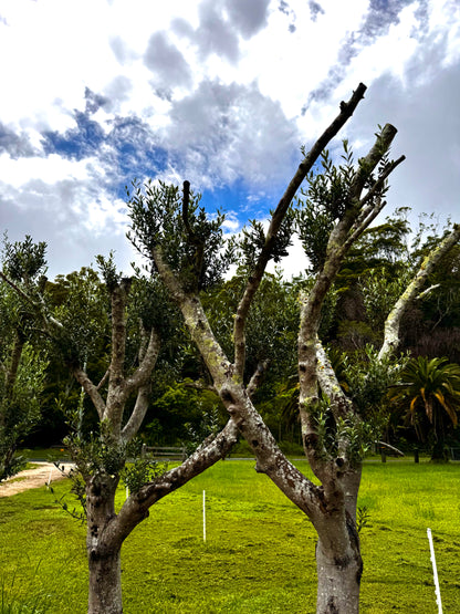 Olive Tree