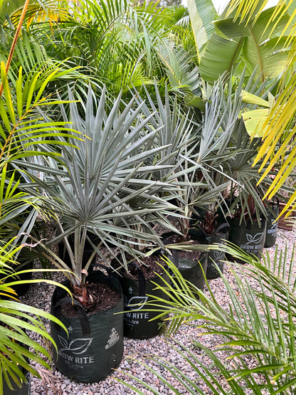 Tropical Landscape Plant Package