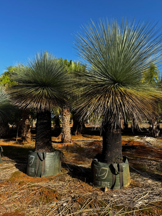 Grass Tree