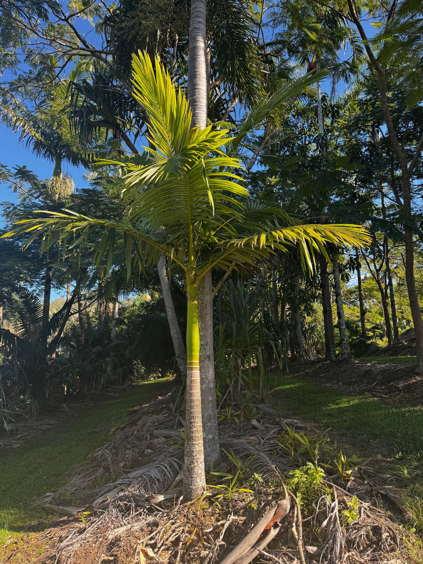 Alexander Palm
