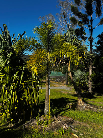 Foxtail Palm