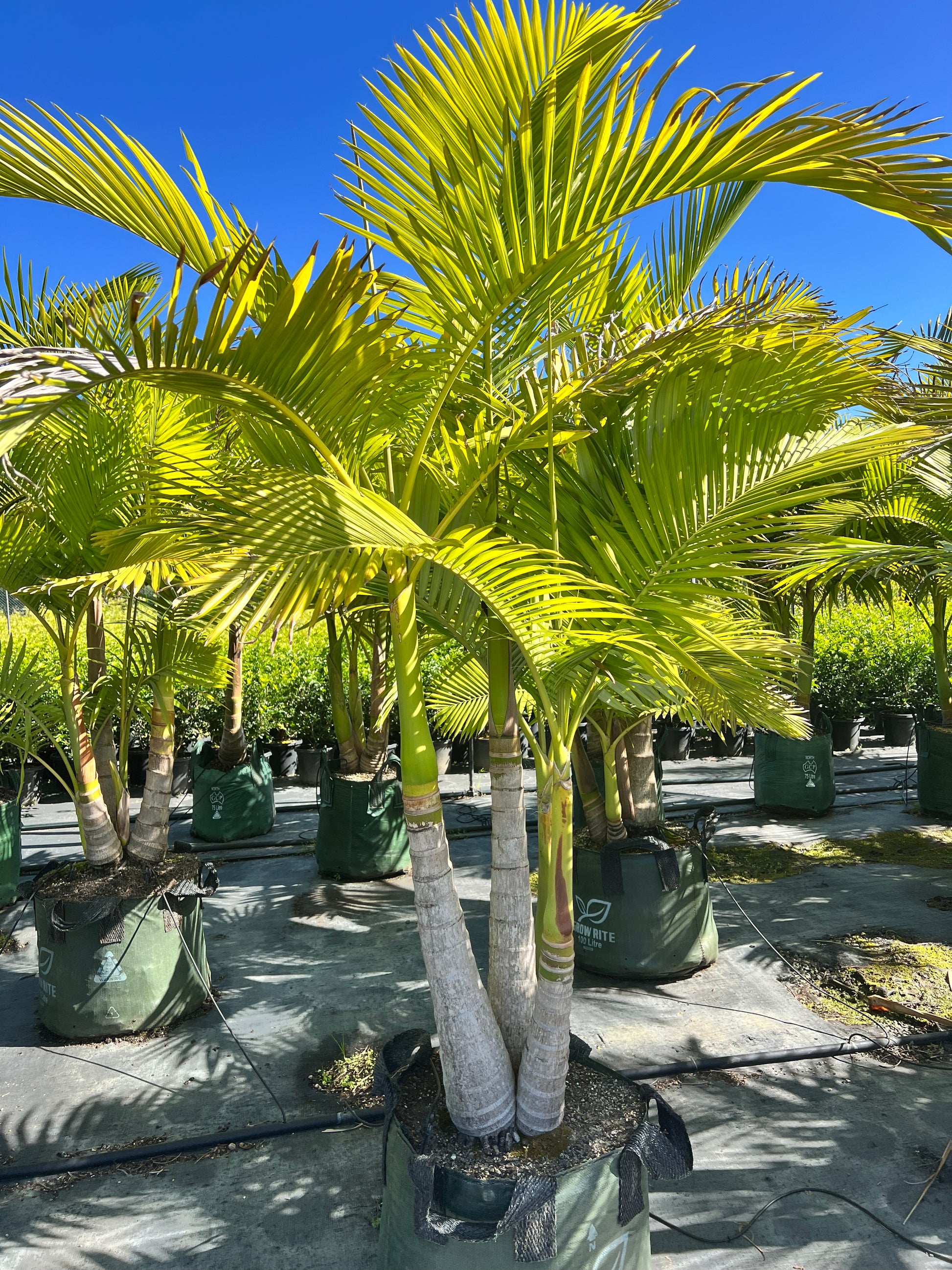 planting palms in containers Container-Grown Alexander Palm