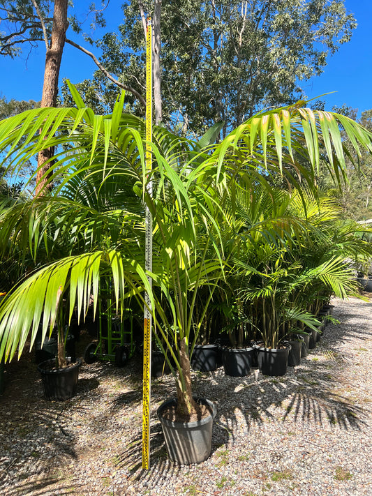 Kentia Palms (container grown)