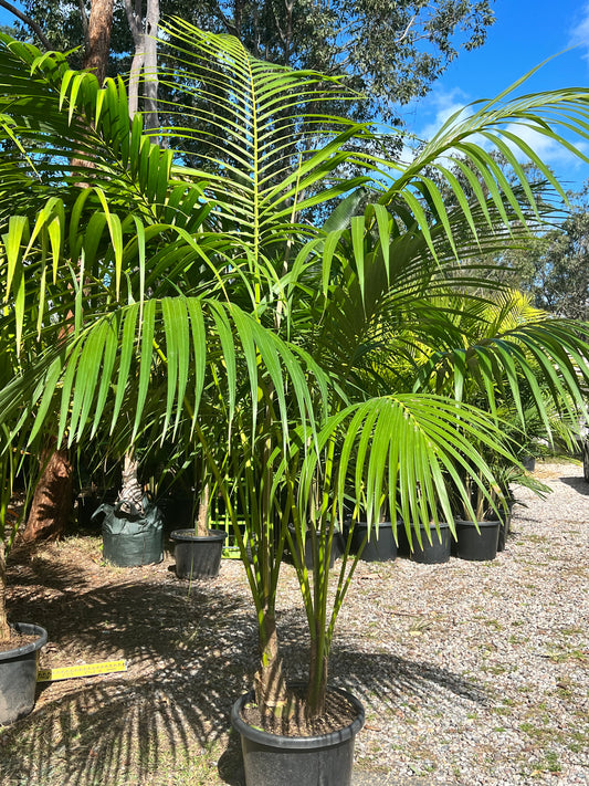 Kentia Palms (container grown)