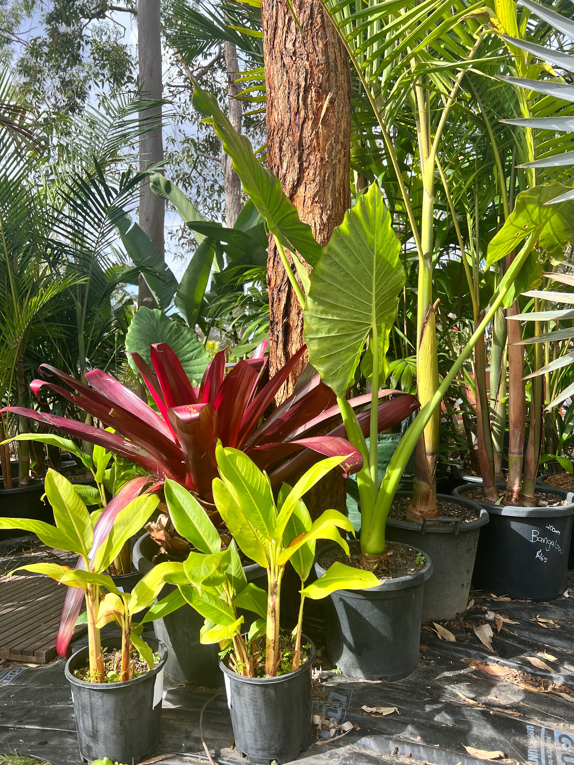 Collection of potted tropical plants in a garden setting