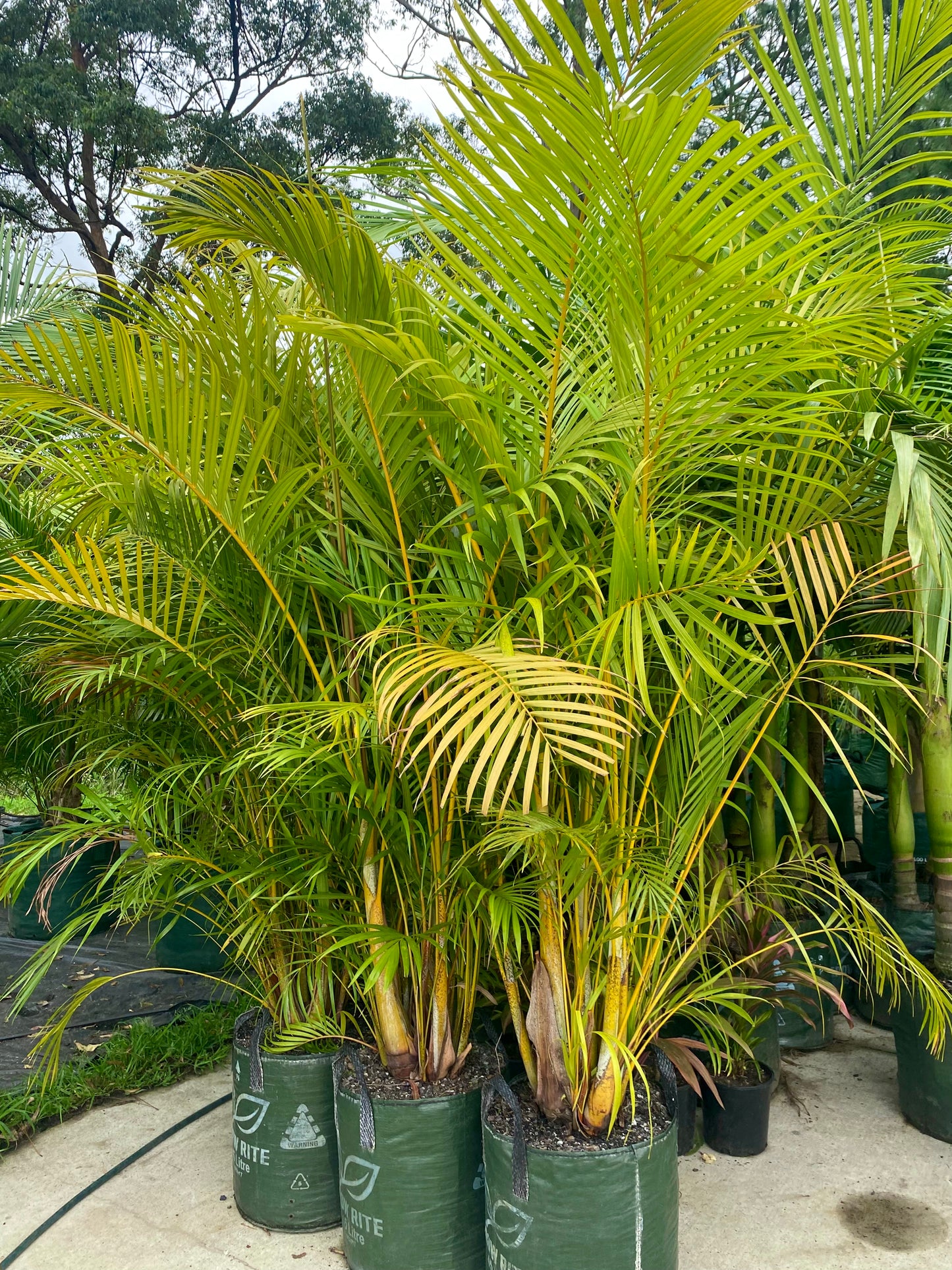 Golden Cane Palms (container grown)