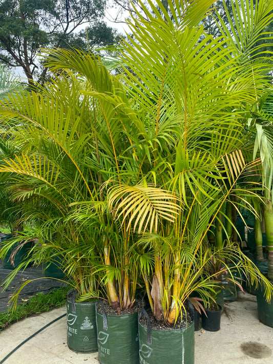 Golden Cane Palms (container grown)