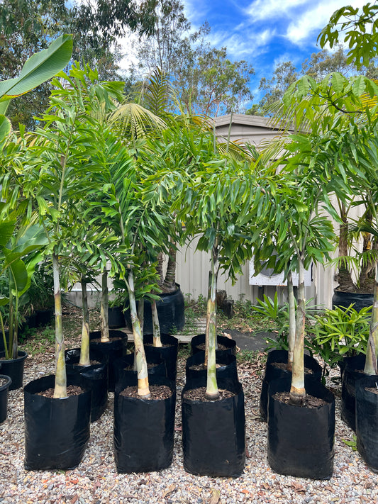 Foxtail Palm (container grown)