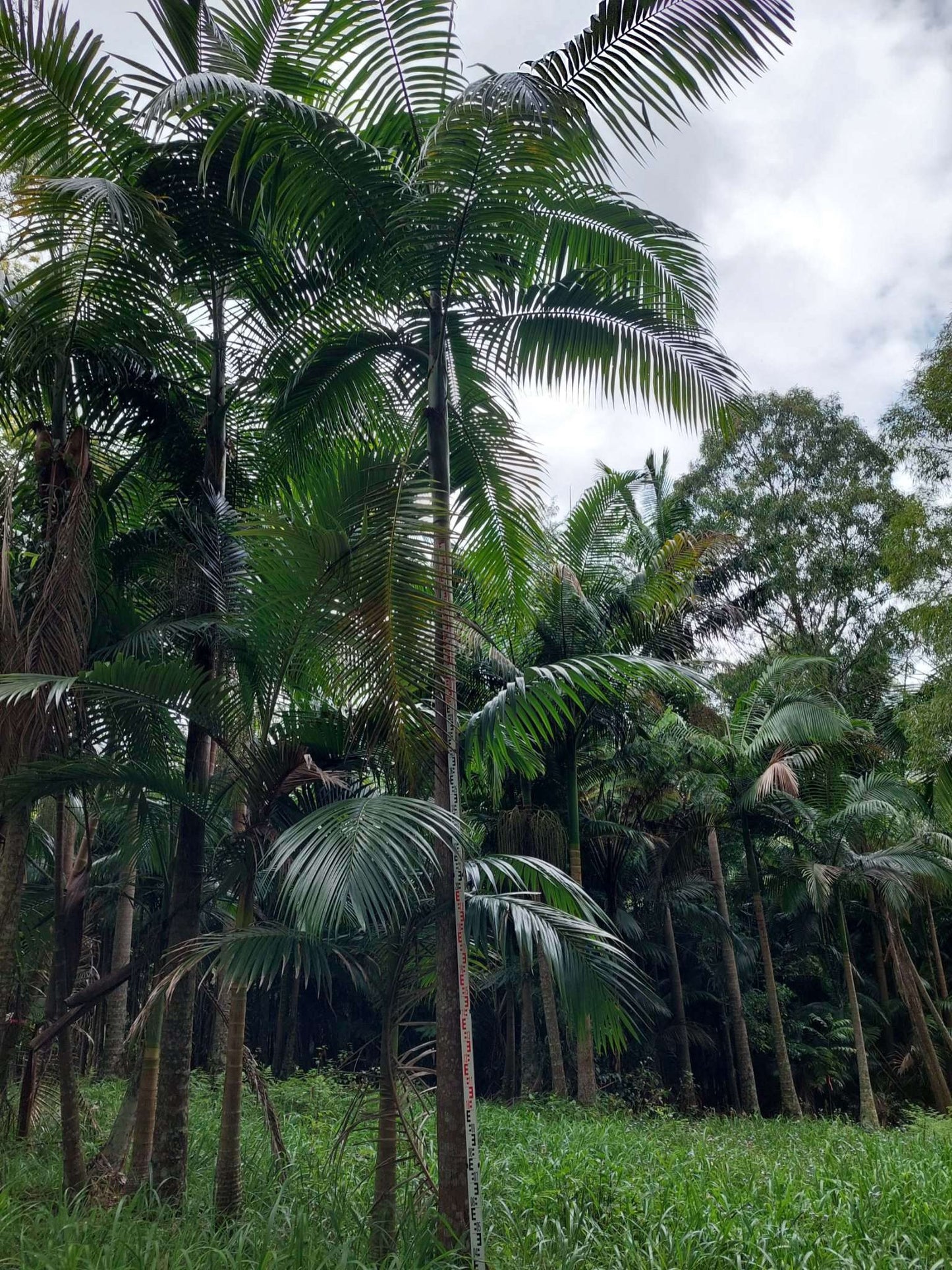 Bangalow Palm