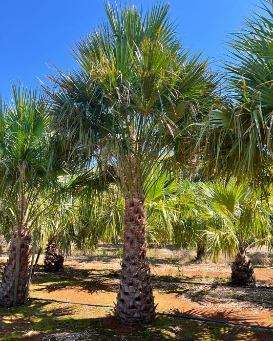 Cabbage Palm
