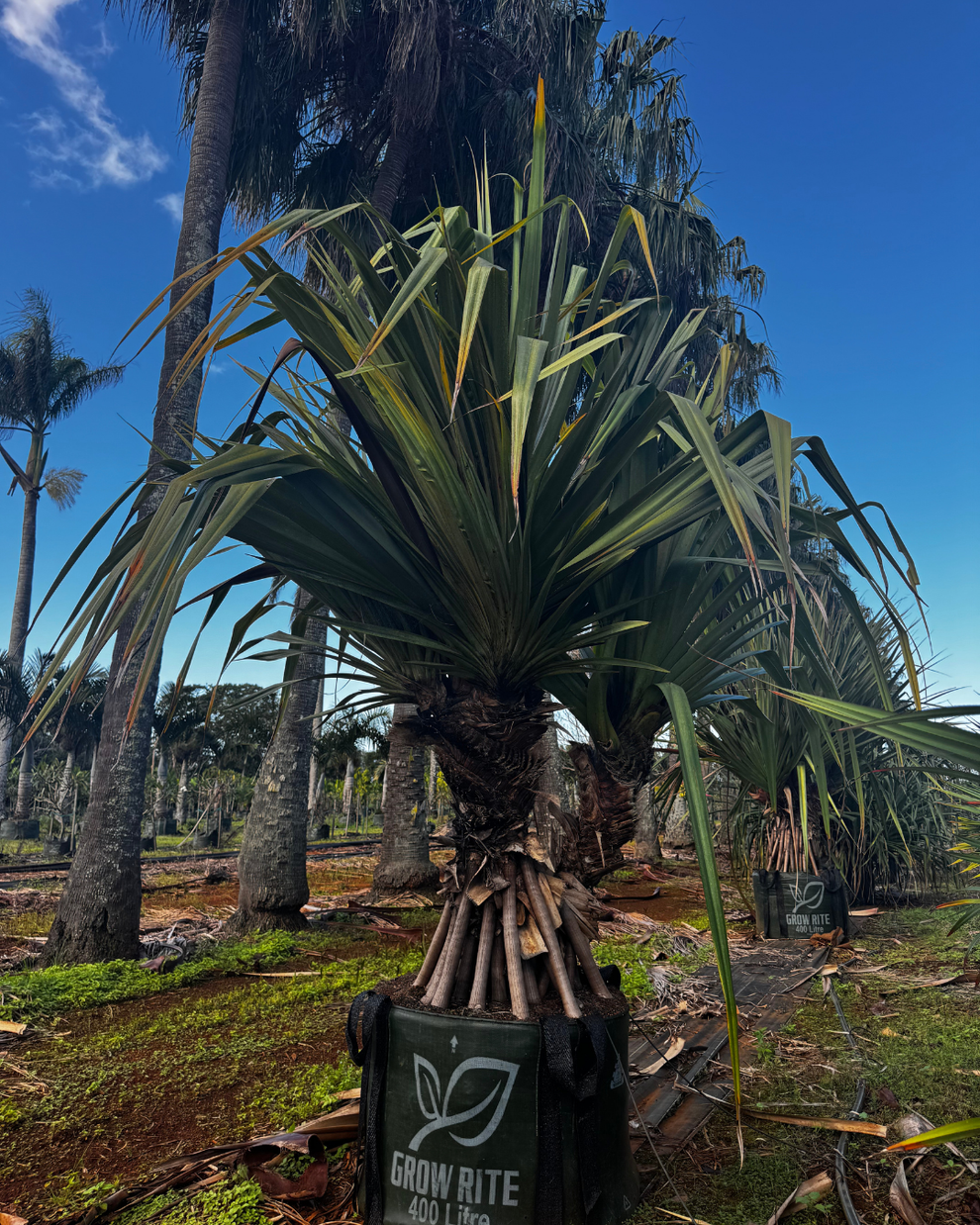 Red Edge Screw Pine (Pandanus utilis 'Red Edge') – Vibrant Coastal ...