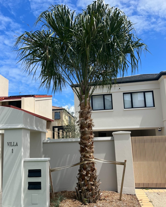 Cabbage Palm