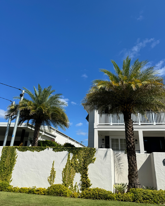 Silver Date Palm