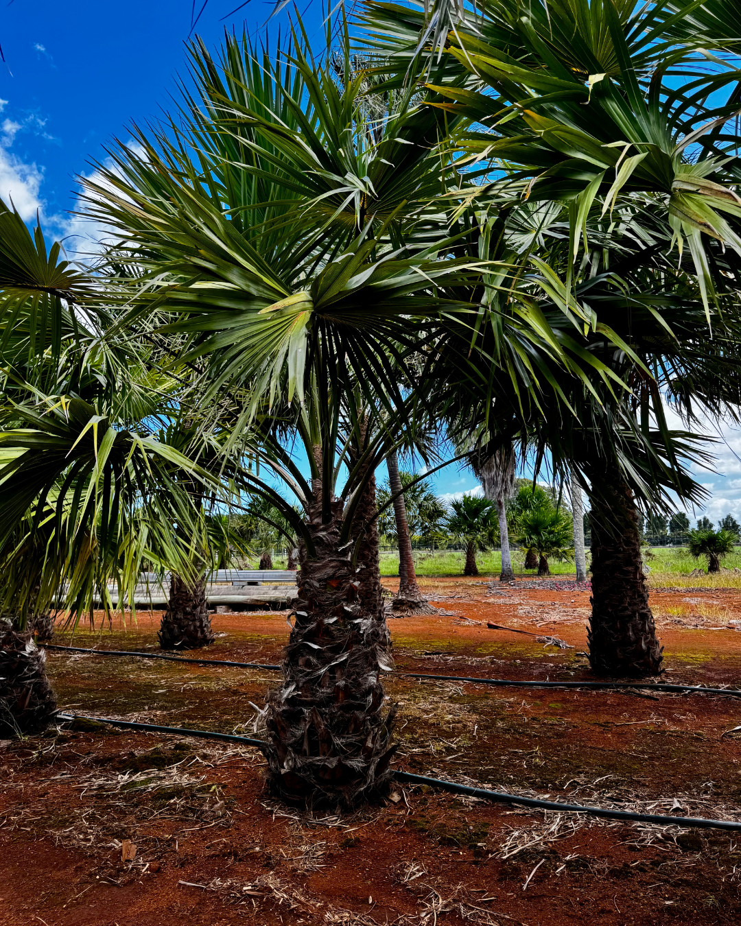  Textured trunk of the Rigid Fan Palm with natural leaf scar pattern