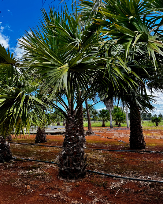 Textured trunk of the Rigid Fan Palm with natural leaf scar pattern