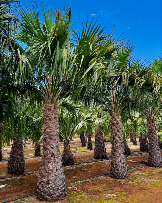 A mature Carnarvon Fan Palm (Livistona nitida) showcasing its tall, grey trunk and lush crown of fan-shaped fronds