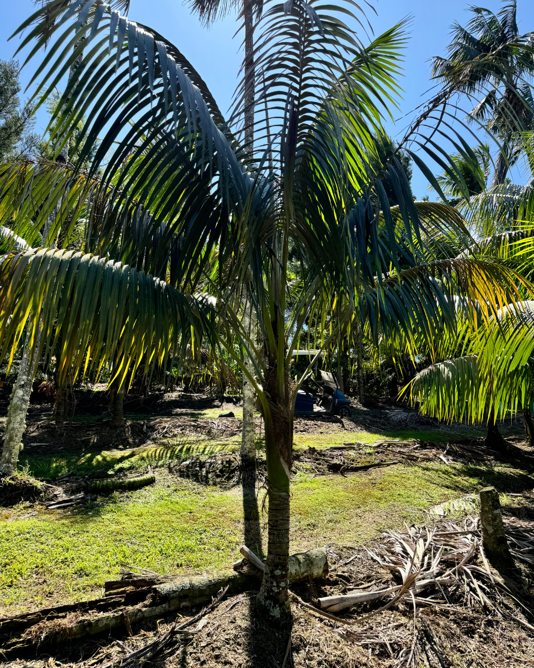shady palm plant Kentia Palms for Sale