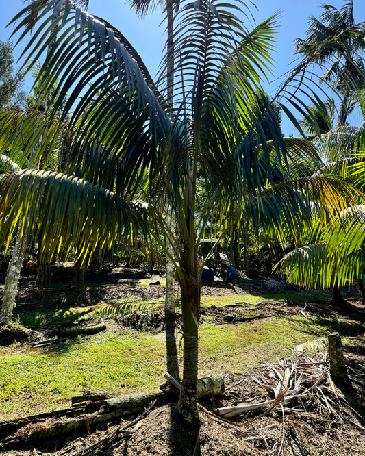 The slender, upright trunk of the Kentia Palm supporting soft green fronds.

