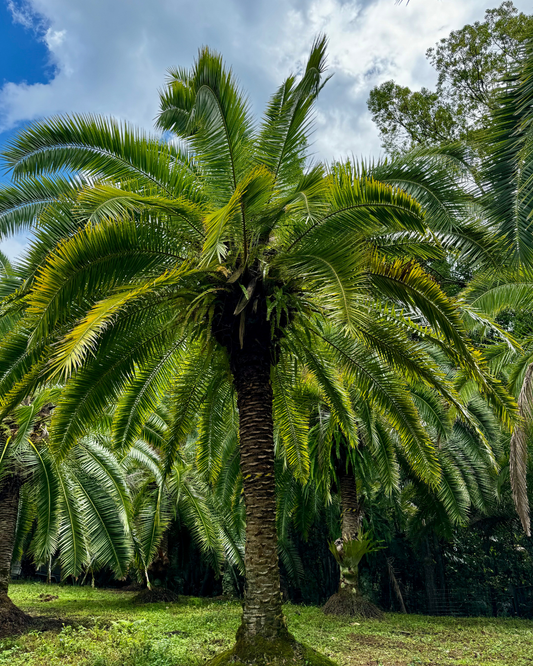Close-up of the Cliff Date Palm's smooth trunk, featuring narrow leaf scars and a clean appearance.