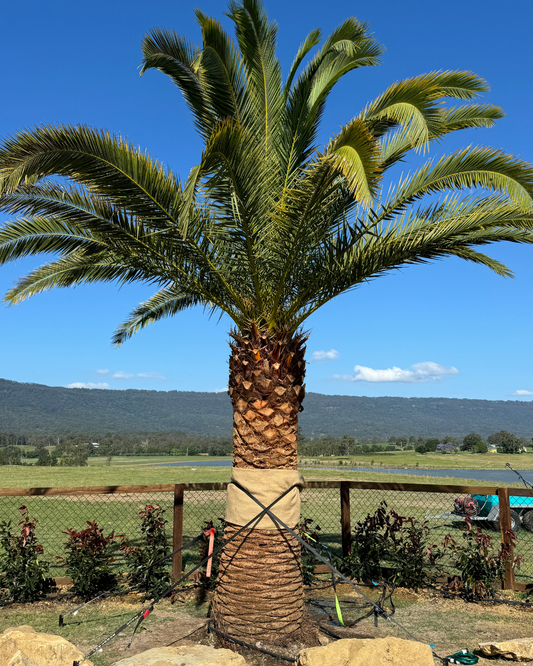 Mature Phoenix canariensis palm with thick trunk and arching fronds